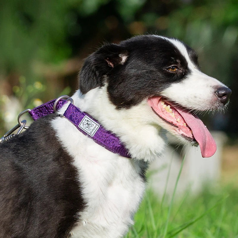 TRUELOVE Pet Collar Nylon Webbing P-chain Explosion-proof Neoprene Padding Pets Running Training Large Medium Small Dogs YC1851